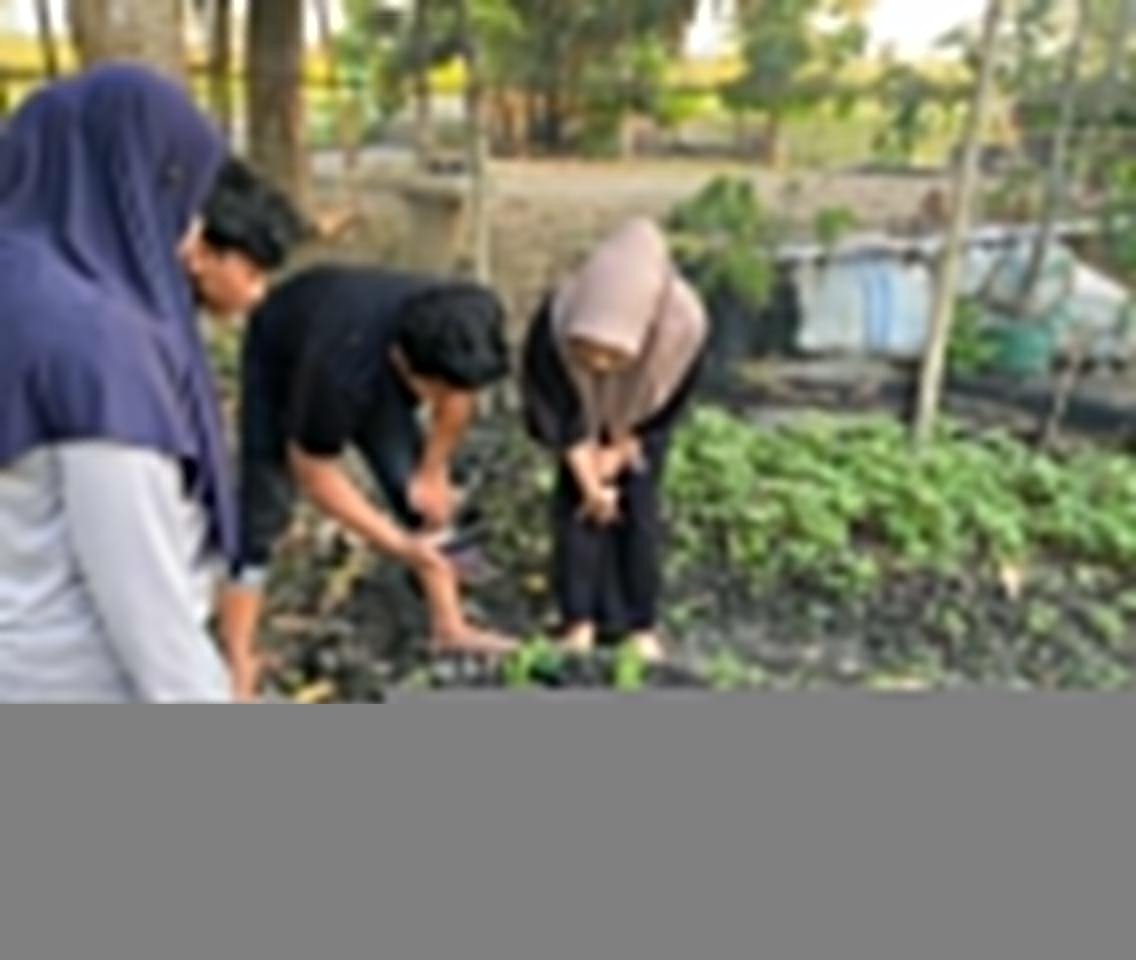 Mahasiswa Agroteknologi UMS Rappang Praktikkan Pemupukan Presisi dalam Kegiatan MBKM